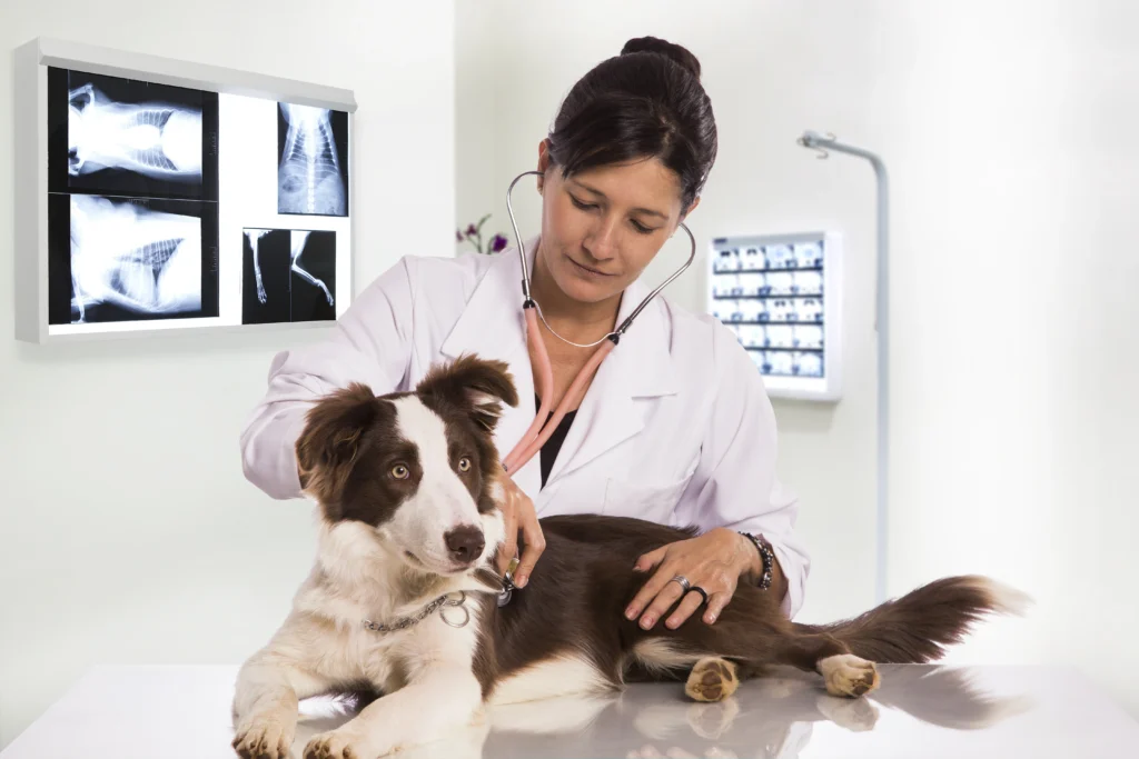 Capa do Curso de Medicina Veterinária